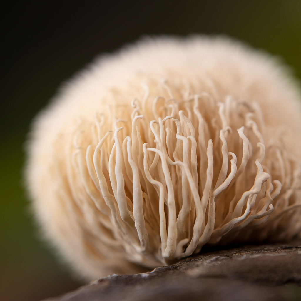 Lion's Mane
